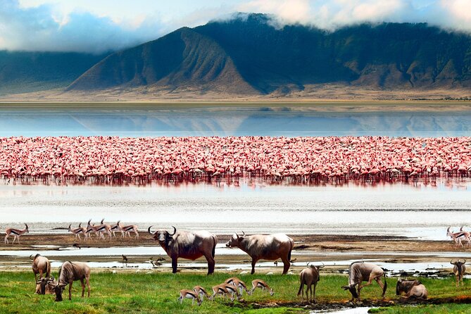 5 Day Private Guided Wildebeest Migration Tour - Day 5: Lake Manyara before returning to Arusha
