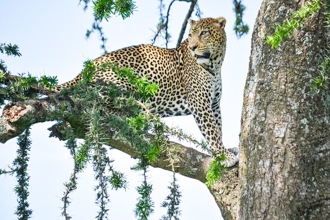 5 Day Private Lodge & Camping Tour of Tarangire, Serengeti & Ngorongoro Crater - Day Four: Leaving the Plains for Ngorongoro