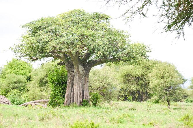 5 Day Private Lodge & Camping Tour of Tarangire, Serengeti & Ngorongoro Crater - Meals, Drinks, and What the Price Really Covers