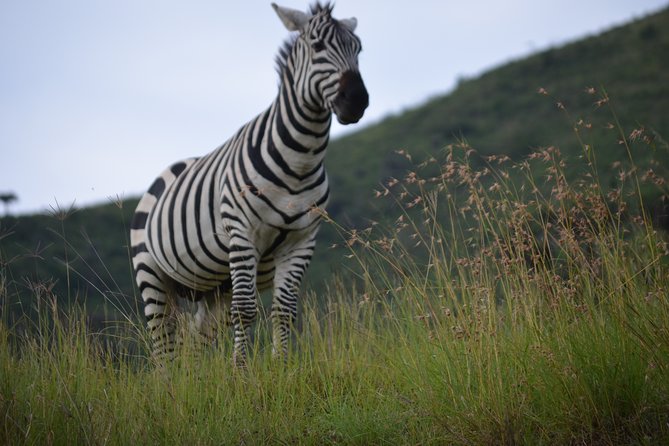 5 Day Private Lodge & Camping Tour of Tarangire, Serengeti & Ngorongoro Crater - Day One: Tarangire’s River and Baobab Country