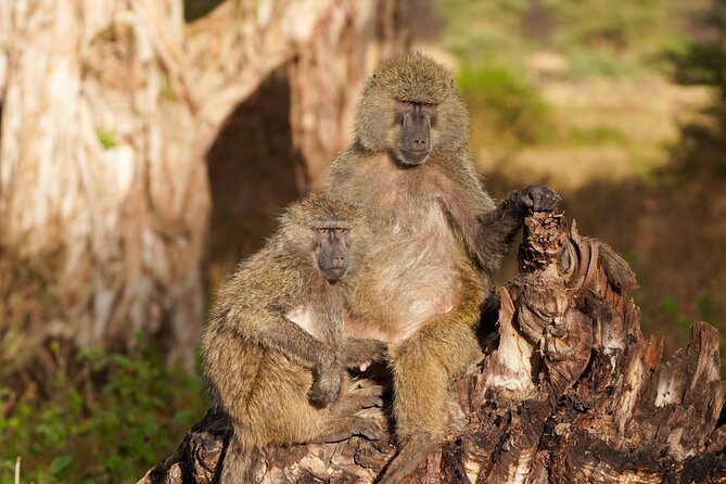 5-Day Private midrange Tour in Arusha with Airport Pickup - Day 3: The road to the Serengeti