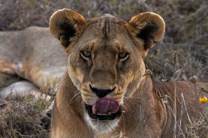 5-Day Private midrange Tour in Arusha with Airport Pickup - Day 4: A long Serengeti morning and the move toward Ngorongoro