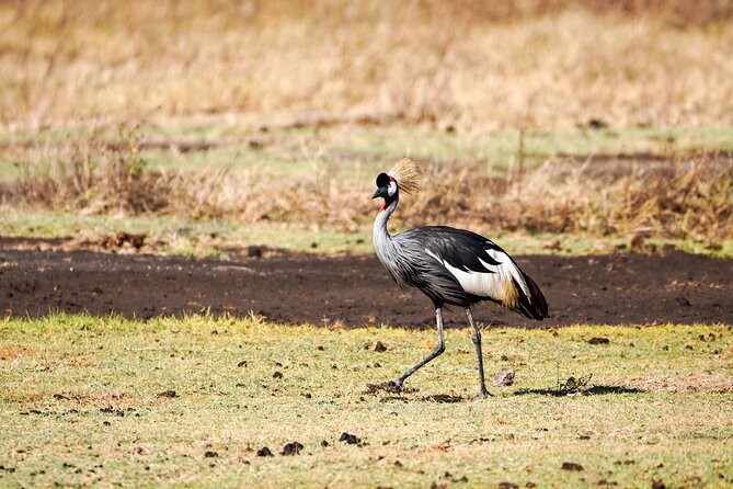 5-Day Private midrange Tour in Arusha with Airport Pickup - Day 5: Down into the Ngorongoro Crater