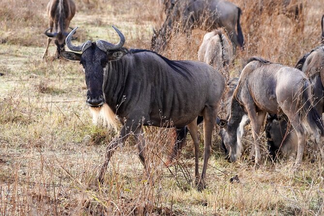 5-Day Private midrange Tour in Arusha with Airport Pickup - The private guide can make or break the safari
