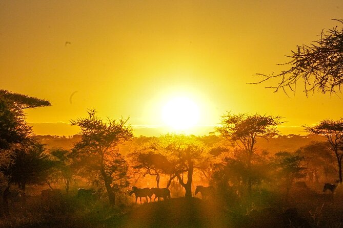 5-Day Private midrange Tour in Arusha with Airport Pickup - Day 2: Lake Manyara’s forest, lake, and hippo pool