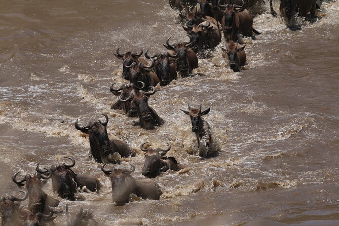 5-Day Private Northern Tanzania Safari from Arusha - Day 3: A full Serengeti game-drive day