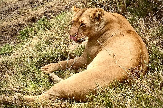 5-Day Private Safari in The Serengeti with Accommodation - Day 3: A full Serengeti game-viewing day