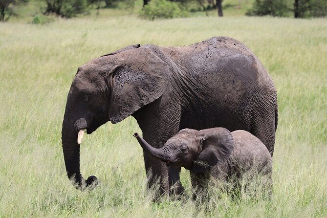5-Day Private Safari in The Serengeti with Accommodation - Day 4: The wildlife bowl of Ngorongoro Crater