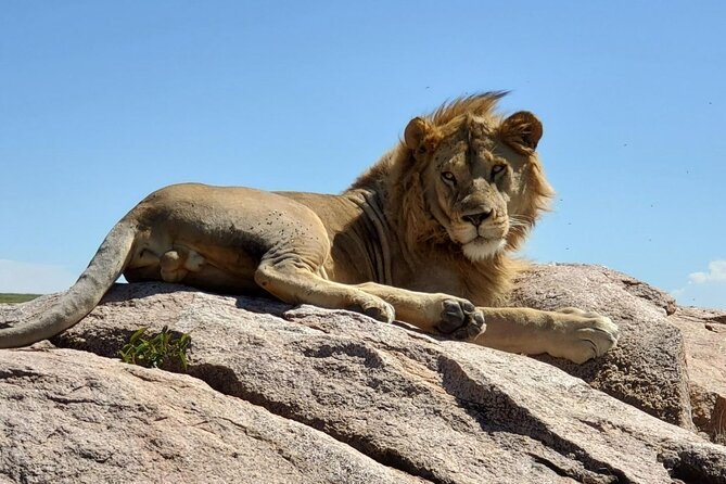 5-Day Private Safari in The Serengeti with Accommodation - The guide makes or breaks the experience