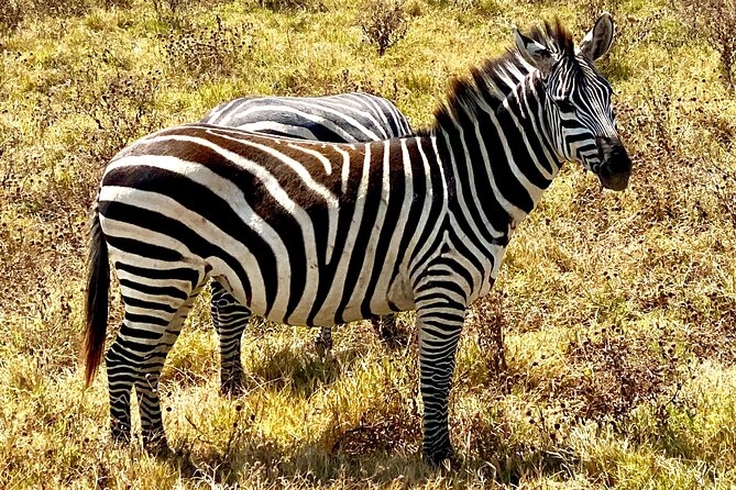 5-Day Private Safari in The Serengeti with Accommodation - Day 1: Flamingos and tree-climbing lions at Lake Manyara