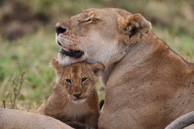 5-Day Private Safari Tour in Northern Tanzania - What this five-day route gets right