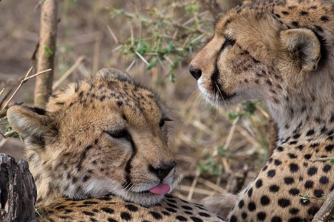 5-Day Private Safari Tour in Northern Tanzania - Day one: elephants and baobabs in Tarangire