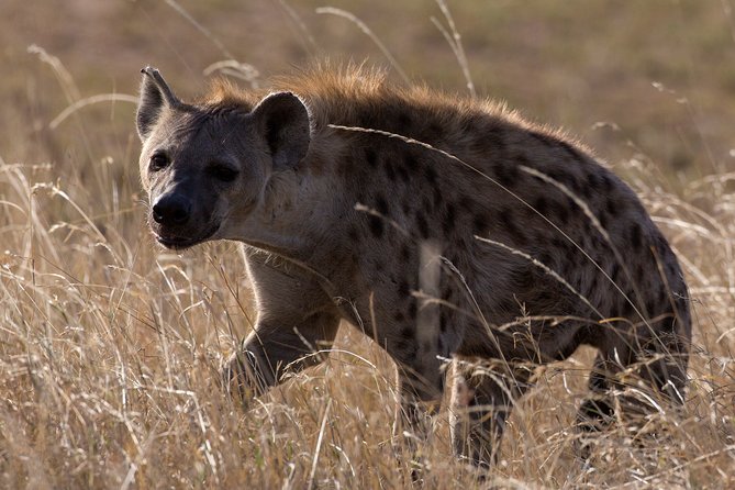 5-Day Private Safari Tour in Northern Tanzania - Day five: Ngorongoro Crater and the return to Arusha