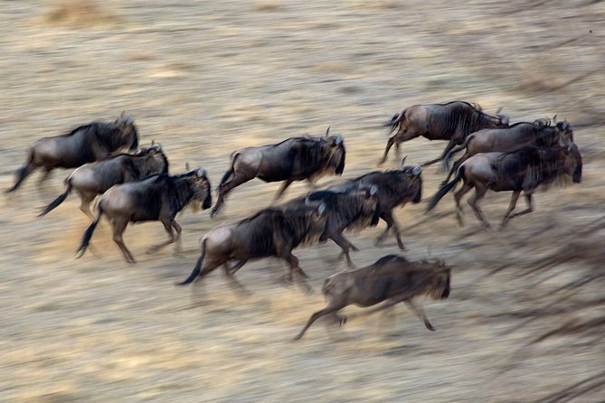 5-Day Private Safari Tour in Northern Tanzania - Guides are the heart of the experience