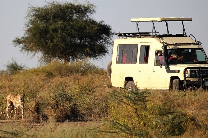 5-Day Private Safari Tour in Tanzania's Wildlife - Day three: a full day in the Serengeti