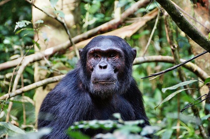 5-Day Private Tour in Mikumi National Park and Udzungwa Mountain - Key points to know before booking
