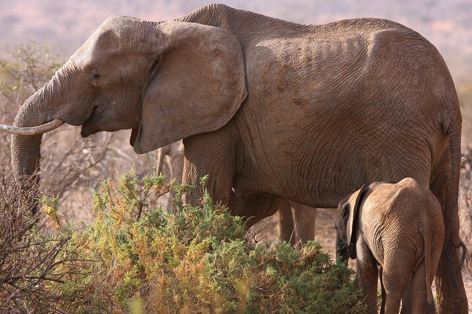 5 day safari Tarangire Serengeti and Ngorongoro crater - Key points to know before you book
