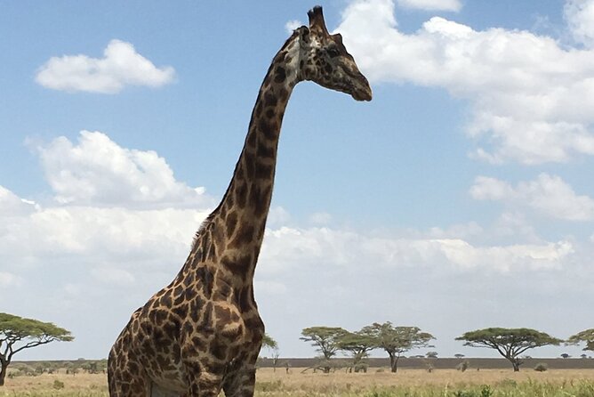 5 day safari Tarangire Serengeti and Ngorongoro crater - Starting in Arusha with a private 4x4