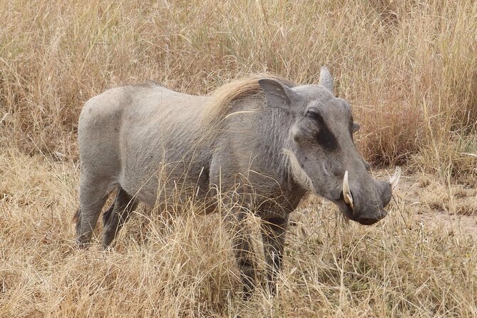 5 day safari Tarangire Serengeti and Ngorongoro crater - Day 3: A full Serengeti game-drive day