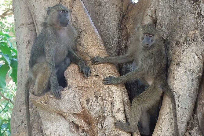 5 day safari Tarangire Serengeti and Ngorongoro crater - Accommodation, meals, and daily comfort