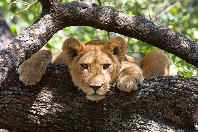 5 Day: Scenic Northern Circuit Safari - Day 5: Wildlife on the floor of Ngorongoro Crater