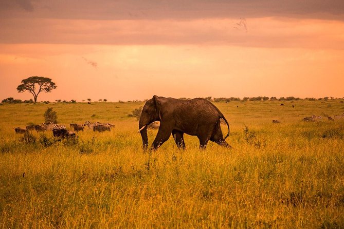 5 Day Serengeti Luxury Safari - Day 4: Olduvai Gorge and the crater rim