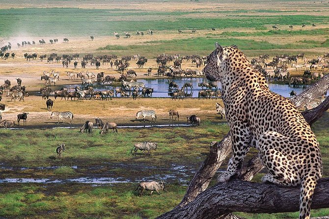 5 Day Serengeti Luxury Safari - Day 5: Down into Ngorongoro Crater