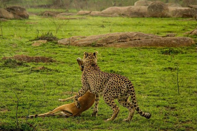 5 Day Serengeti Luxury Safari - What the $4,000.21 price really covers