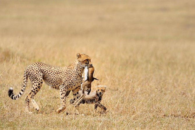 5 Day Serengeti, Tarangire, & Ngorongoro & Manyara Grass Root Safari. - Why this five-day route works