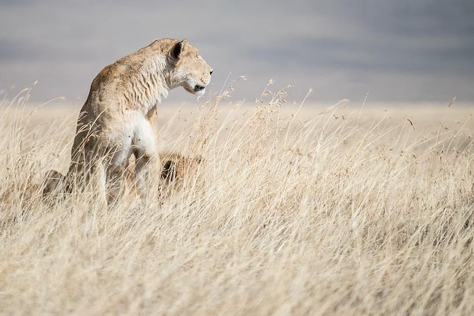 5 Day Serengeti, Tarangire, & Ngorongoro & Manyara Grass Root Safari. - Is $1,100 a good value?
