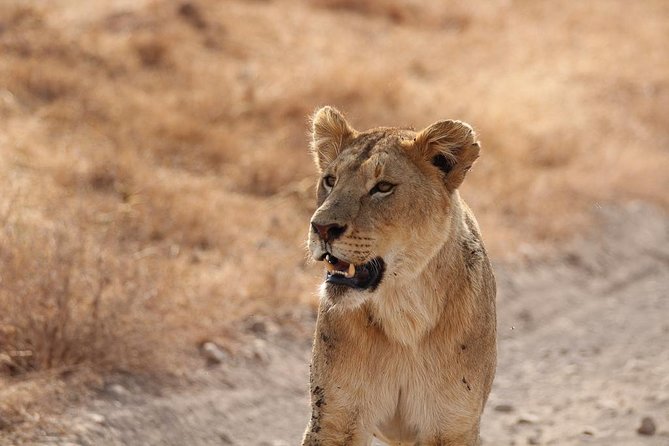 5 Day Serengeti, Tarangire, & Ngorongoro & Manyara Grass Root Safari. - Day 2: From the highlands to the Serengeti