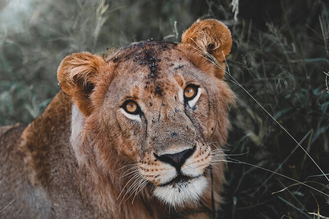 5 Day Tanzania Safari - Why This Northern Tanzania Route Works