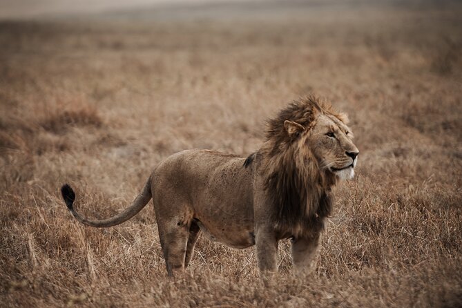 5 Day Tanzania Safari - Day 1: Tarangire and Your First Game Drive
