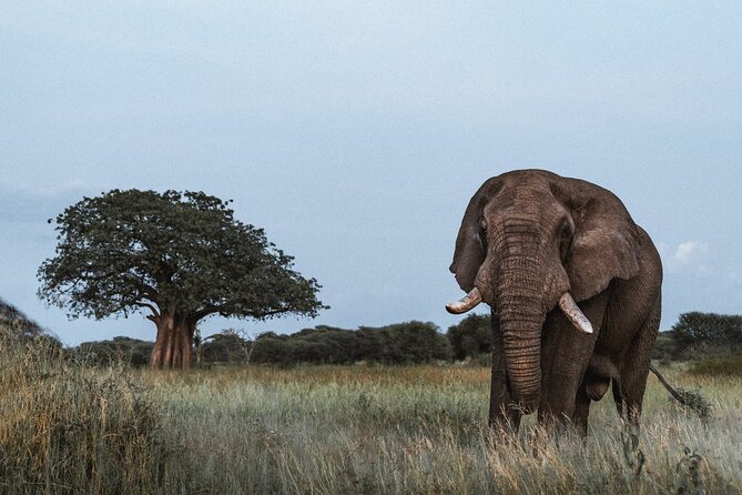 5 Day Tanzania Safari - Day 2: Ngorongoro Crater Packs Wildlife Into One Morning