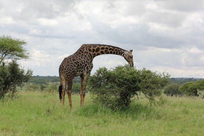 5 Days / 4 Nights Join group safari - Four northern parks from a 7:00 a.m. Arusha start