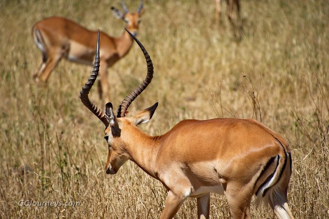 5 Days / 4 Nights Join group safari - Serengeti: the big-name park on a tight schedule