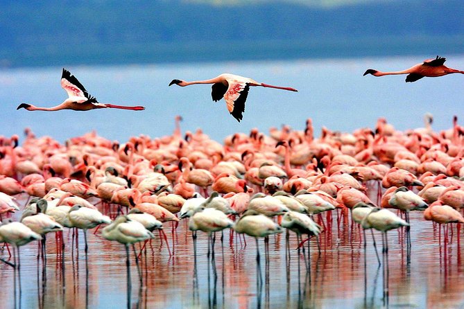 5 Days 4 Nights Tarangire, Serengeti , Ngorongoro & Manyara Wildlife Safari - What the private vehicle changes