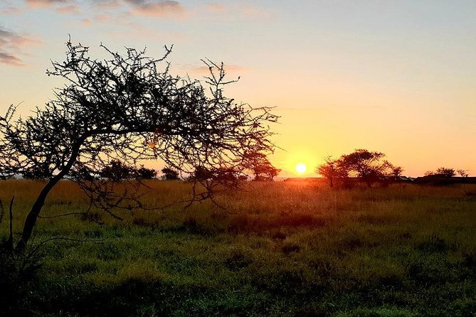 5 Days African Safaris - Serengeti National Park: open space and long game drives