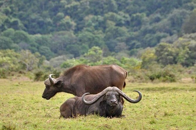 5 Days Budget Private Safari, Tanzania - Day three: a 6 a.m. start in the Serengeti