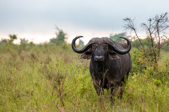 5 Days Budget Safari in Tanzania - Guides, vehicles, and the small-group setup