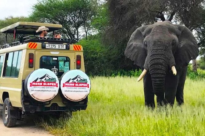 5 Days Camping Tarangire, Serengeti & Ngorongoro crater & Visiting Maasai - Day 3: A full day tracking wildlife in the Serengeti
