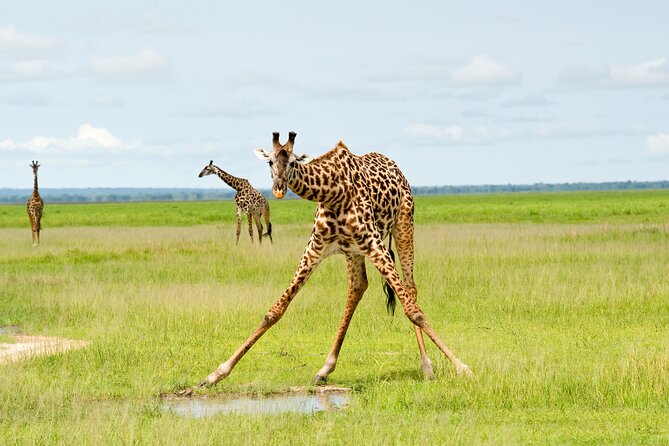 5 Days Comfort Safari in Tanzania - Key points to know before booking