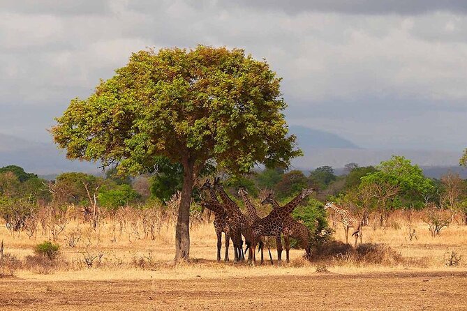 5 Days Fantastic Tanzania Lodge Safaris - Day 1: Tarangire’s baobabs and elephant country