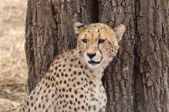 5 Days Fantastic Tanzania Lodge Safaris - The private format and physical demands