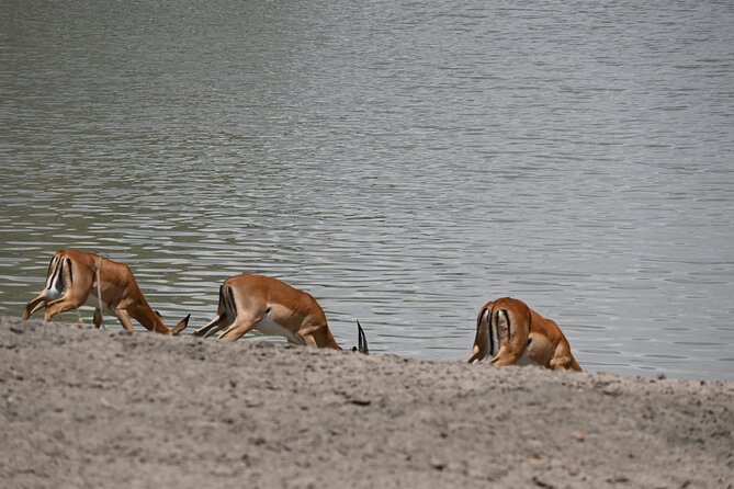 5 Days Group Camping Safari - What the $1,100 price really covers