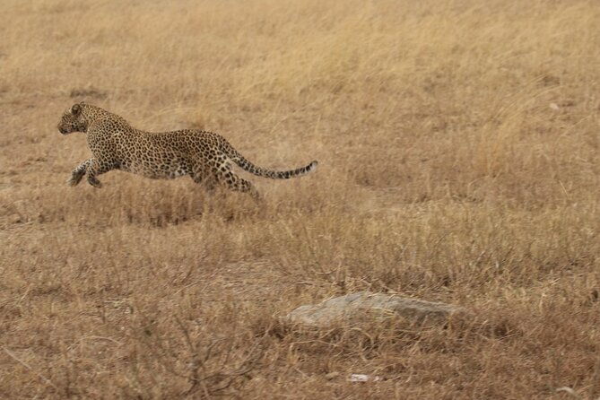 5 Days Group Camping Safari - Day 4: A long Serengeti game drive toward Ngorongoro