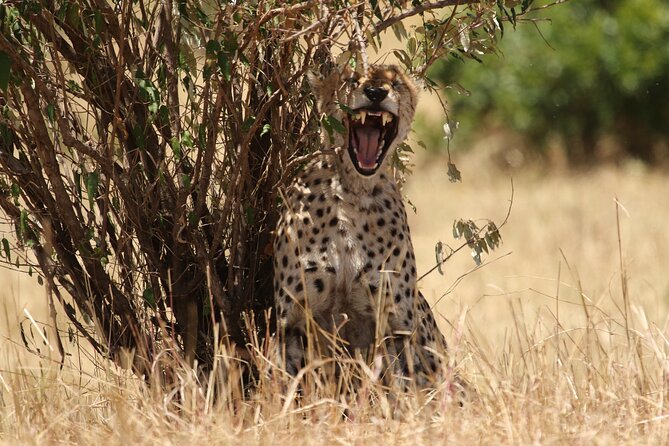 5 Days Group Camping Safari - Who should book this five-day route?