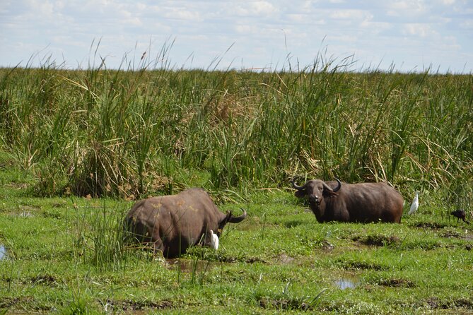 5 Days Group Camping Safari - Day 1: Elephants and baobabs in Tarangire