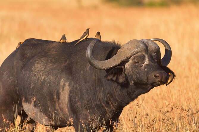 5 Days Lodge Luxury: A Taste of Tanzania Safari - Day 1: A soft landing at Usa River