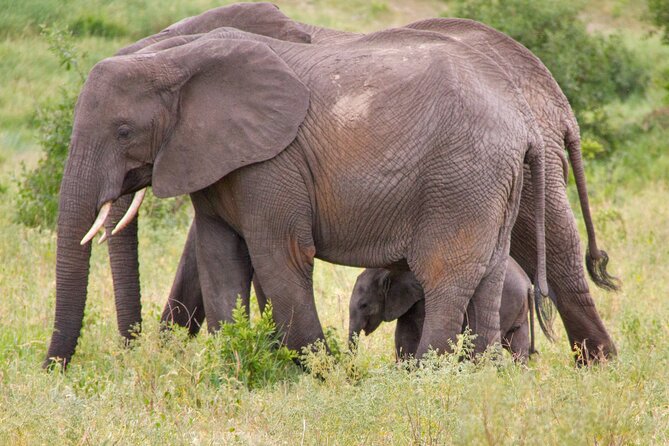 5 Days Lodge Luxury: A Taste of Tanzania Safari - Day 3: Down into Ngorongoro Crater